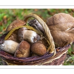 Boletus aestivalis ou B. reticulatus, cèpe d'été