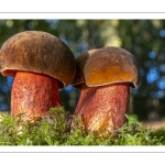 bolet à pied rouge (neoboletus erythropus)