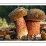 bolet à pied rouge (neoboletus erythropus)