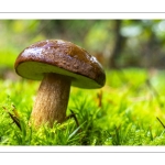 Bolet bai (Imleria badia, autrefois Boletus badius ou Xerocomus badius)