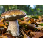 Cèpe de Bordeaux (Boletus edulis)