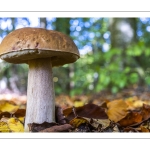 Cèpe de Bordeaux (Boletus edulis)