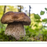 cèpe de Bordeaux (boletus edulis)