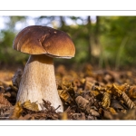 cèpe de Bordeaux (boletus edulis)