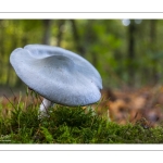 Clitocybe odorant (Clitocybe anisé, Clitocybe odora)