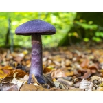 Cortinaire violet (Cortinarius violaceus)