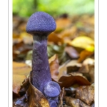 Cortinaire violet (Cortinarius violaceus)