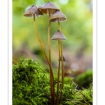 Mycène safrané (Mycena crocata)