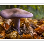 Pied-bleu (Lepista nuda)
