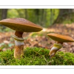 Bolet élégant (Suillus grevillei)