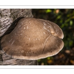 polypore du bouleau (piptoporus betulinus)