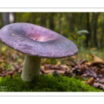russule charbonnière (russula cyanoxantha)