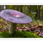 russule charbonnière (russula cyanoxantha)