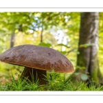 bolet à pied rouge (neoboletus erythropus)
