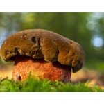 bolet à pied rouge (neoboletus erythropus)