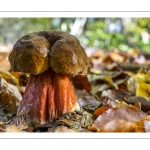 bolet à pied rouge (neoboletus erythropus)