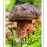 bolet à pied rouge (neoboletus erythropus)