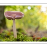 mycène rose (mycena rosea)