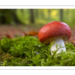 Russule du hêtre (Russula fageticola)