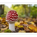 amanite tue-mouche (Amanita muscaria)