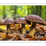 Bolet bai (Imleria badia, autrefois Boletus badius ou Xerocomus badius)