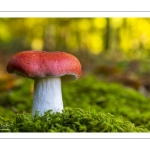 Russule du hêtre (Russula fageticola)