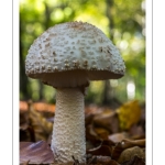 Amanite rougissante (Amanita rubescens)