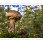 Bolet rude (Leccinum scabrum)