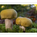 Russula violeipes f.citrina