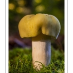 Russula violeipes f.citrina