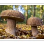 Cèpe d'été (Cèpe réticulé, Boletus aestivalis)