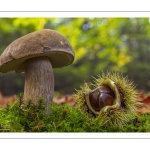 Cèpe d'été (Cèpe réticulé, Boletus aestivalis)