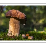 Cèpe d'été (Cèpe réticulé, Boletus aestivalis)