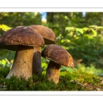 Cèpe d'été (Cèpe réticulé, Boletus aestivalis)