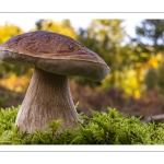 Cèpe de Bordeaux (boletus edulis)