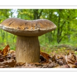 Cèpe d'été (Cèpe réticulé, Boletus aestivalis)