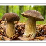 Cèpe d'été (Cèpe réticulé, Boletus aestivalis)