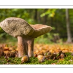 Cèpe d'été (Cèpe réticulé, Boletus aestivalis)