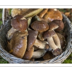 Boletus aestivalis ou B. reticulatus, cèpe d'été