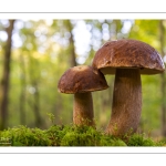 Boletus aestivalis ou B. reticulatus, cèpe d'été