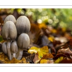 Coprinopsis atramentaria, le Coprin noir d'encre