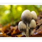 Coprinopsis atramentaria, le Coprin noir d'encre