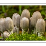 Coprinopsis atramentaria, le Coprin noir d'encre