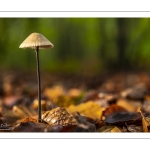 marasmius alliaceus (marasme à odeur d'ail)