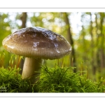 Russula puellaris (Russule jeune fille, Russule jaunissante)