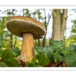 cèpe de Bordeaux (boletus edulis)