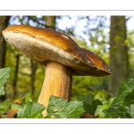 cèpe de Bordeaux (boletus edulis)