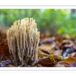 Clavaire droite (Ramaria stricta)