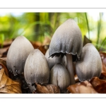 Coprin noir d'encre (Coprinopsis atramentaria)