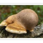 Polypore du bouleau (Piptoporus betulinus)